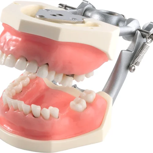 Parodontalchirurgi-modell med mykt tannkjøtt P15DP-901C (GSF)