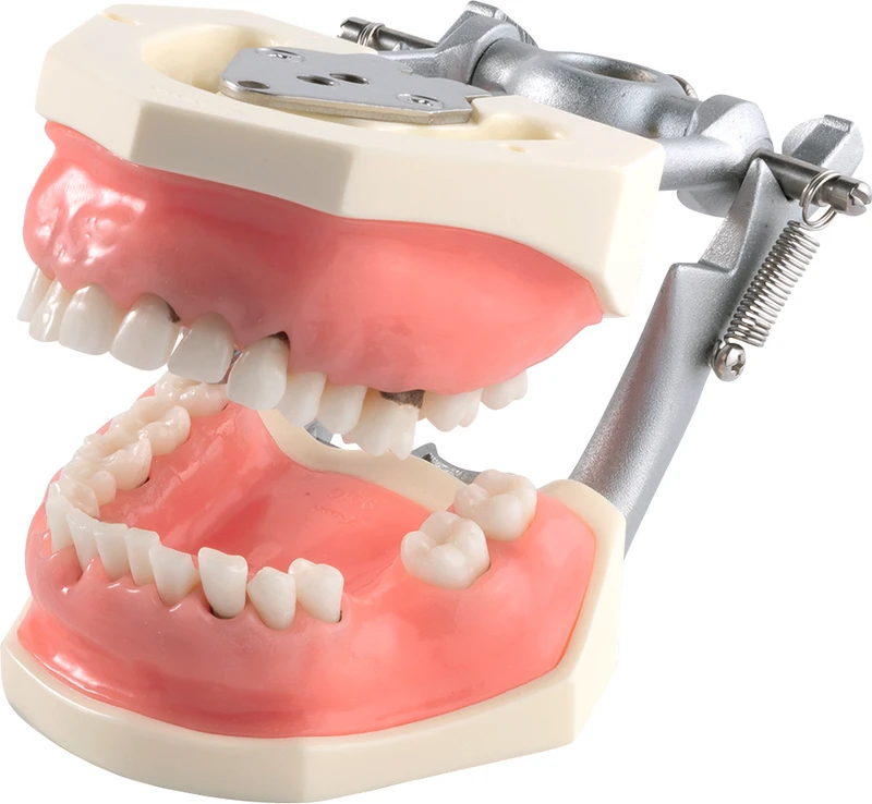 Parodontalchirurgi-modell med mykt tannkjøtt P15DP-901C (GSF)