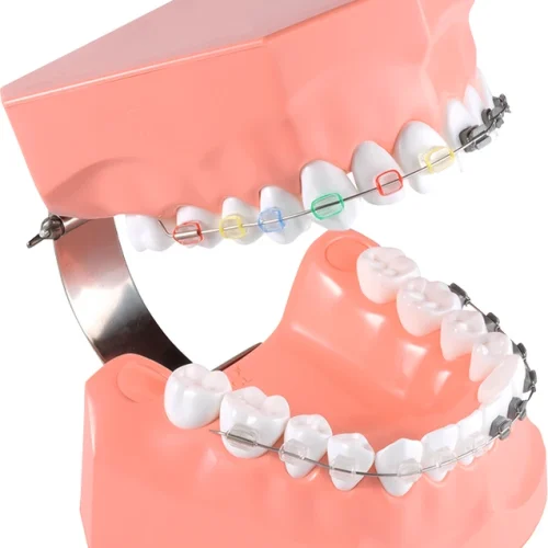 Ortodontisk tannpussmodell P3B-706