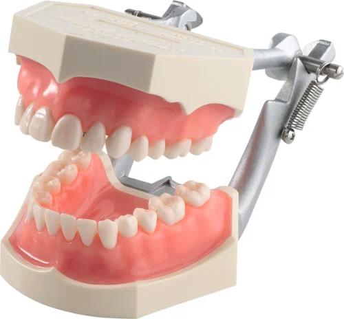 Funksjonsmodell med anatomiske tenner i2D-400C