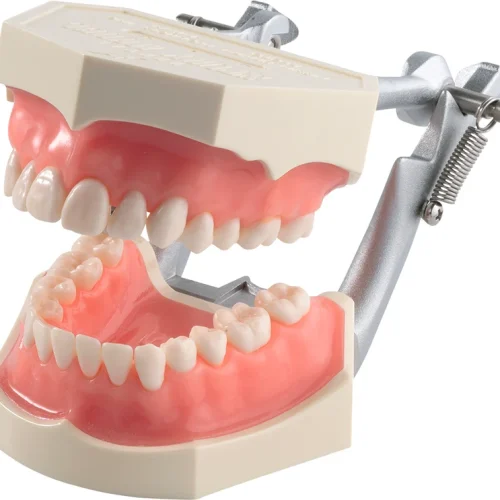 Funksjonsmodell med anatomiske tenner i2D-400C