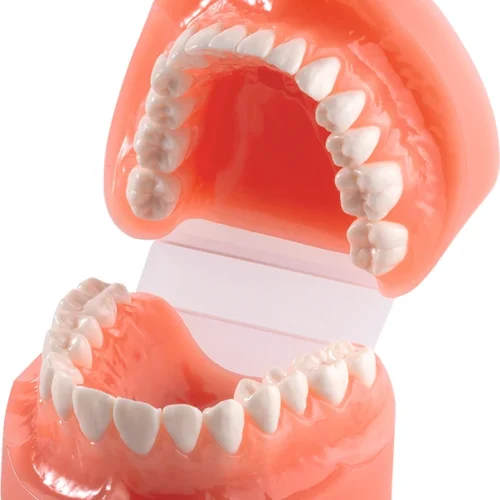 Tannpussmodell med platehengsel D13PP-TR1