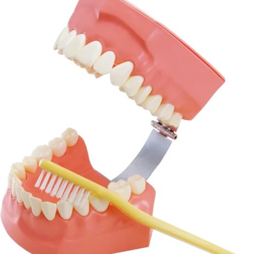 KKD® tannpussmodell