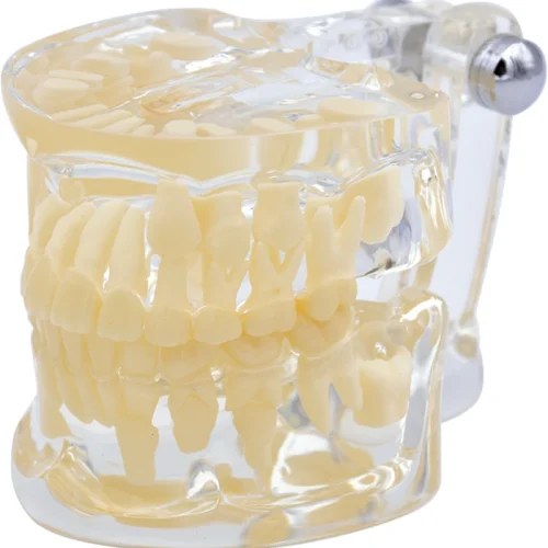 Studiemodell Transparent Barn De Luxe