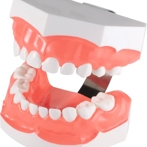 Tannpussmodell PE-STP020