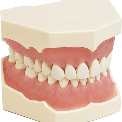 Dentalhygienemodell