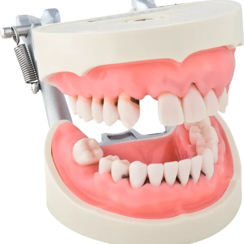 Parodontiemodell P15D-JME24