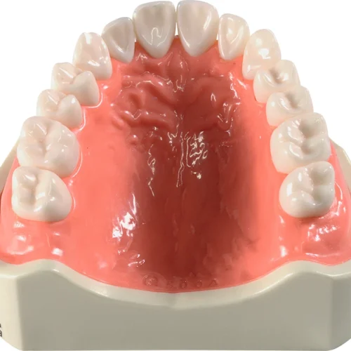 Patologisk studiemodell P12D-100M