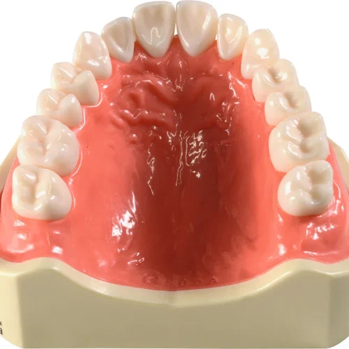 Overkjevemodell fulltannet E50-500AU