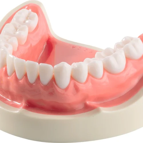 Underkjevemodell E50H-500 AL