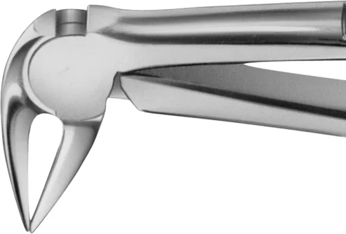 Anatomica-tanntang etter Feiner