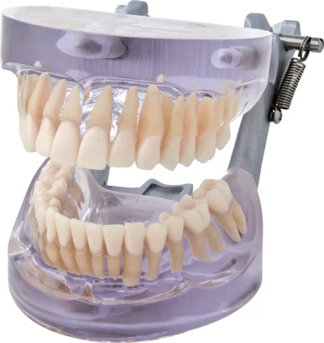 Transparent studiemodell P12D-SB1