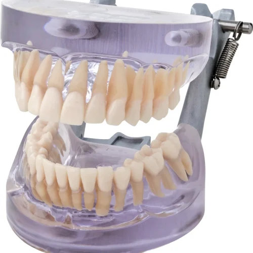 Transparent studiemodell P12D-SB1