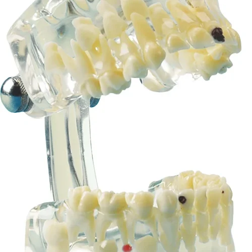 Studie-modell, transparent, barn