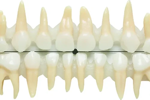 Anatomiske melketenner