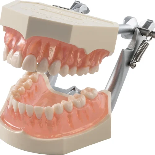 Funksjonsmodell med anatomiske tenner i21D-400C