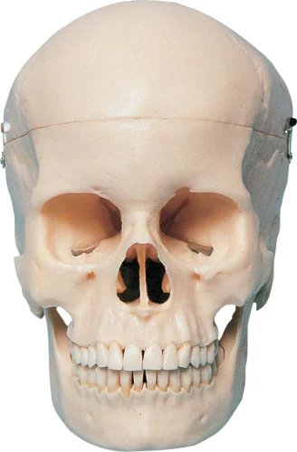 Kunstig anatomisk hodeskalle med monter P10-SB1