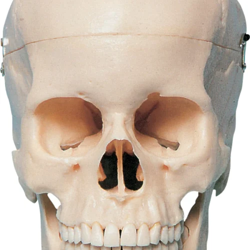 Kunstig anatomisk hodeskalle med monter P10-SB1