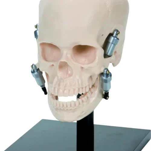 Kunstig hodeskalle P10-SB20